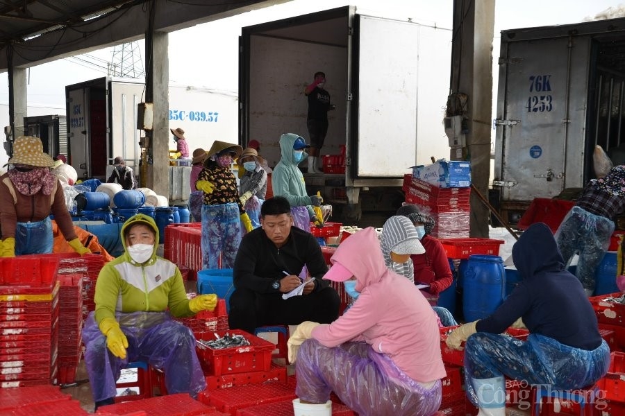 Quảng Ngãi: Đẩy mạnh triển khai chống khai thác hải sản bất hợp pháp, không báo cáo