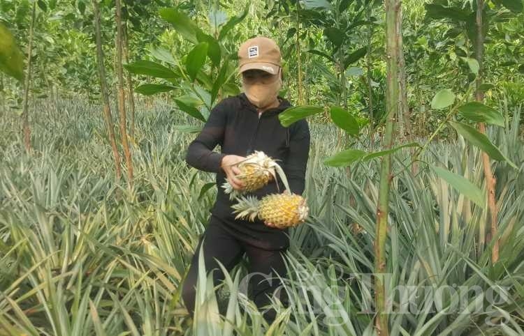 kho chong kho tai vung dua quang nam