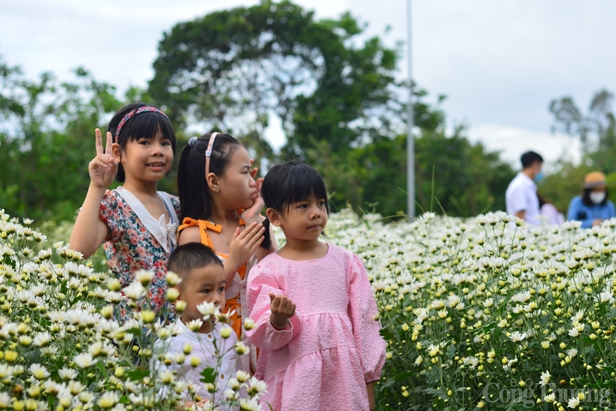 Cúc họa mi trái mùa nở rộ giữa lòng thành phố Đà Nẵng