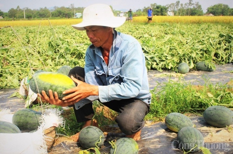 quang nam nong dan phan khoi vi dua hau duoc mua duoc gia