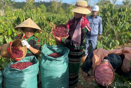 Kết nối chuỗi giá trị sản xuất và tiêu thụ nông sản vùng Tây Nguyên