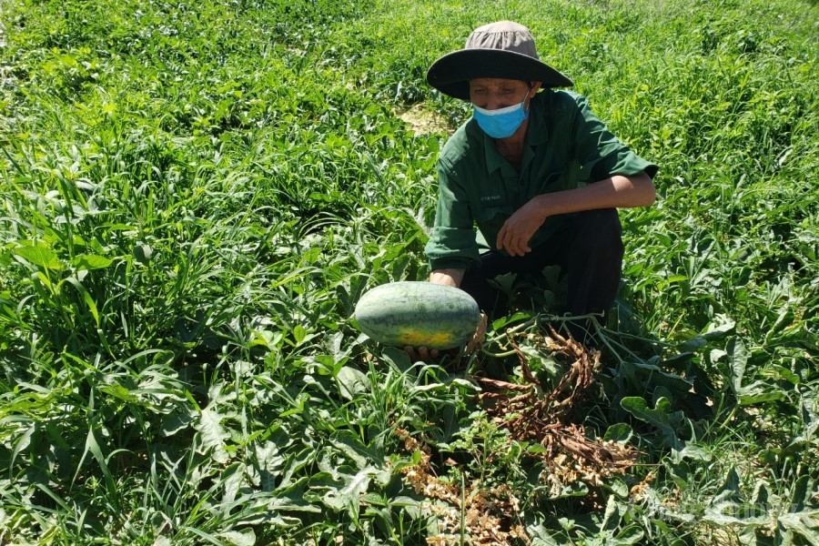 Đà Nẵng: Nông sản chậm tiêu thụ do dịch lên kệ siêu thị