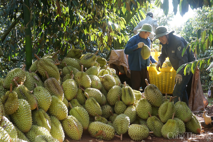 dak nong phat trien cong nghiep nong thon gan voi vung nguyen lieu