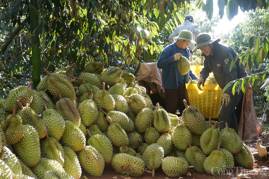 Đắk Nông: Phát triển công nghiệp nông thôn gắn với vùng nguyên liệu