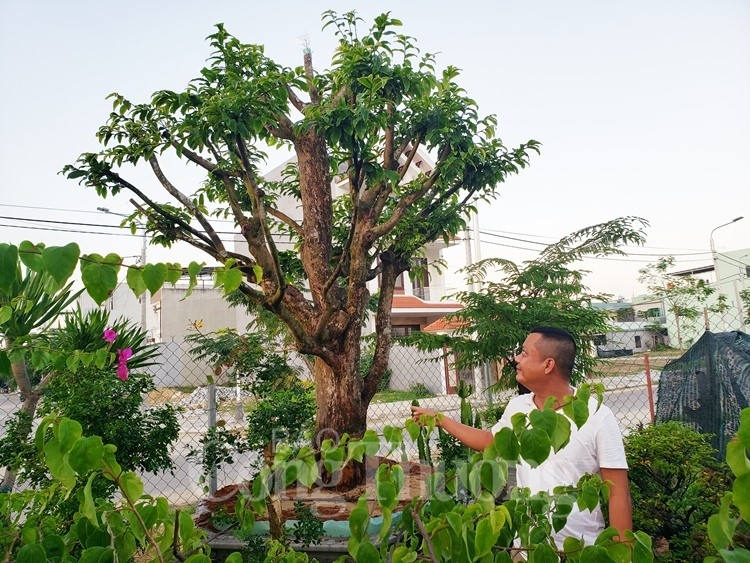 da nang dich vu cho thue mai vao mua