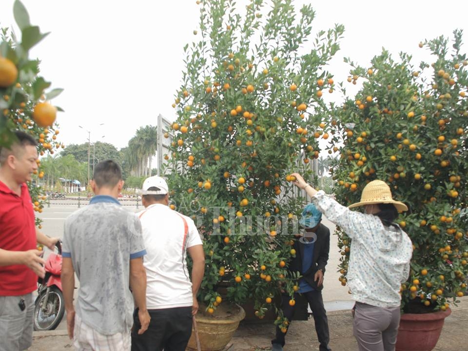 da nang nhieu hoat dong hap dan dip tet nguyen dan ky hoi