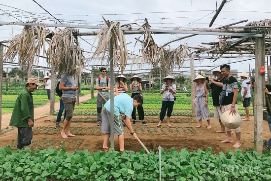 Nghề rau 100 tuổi Trà Quế là di sản văn hoá phi vật thể quốc gia