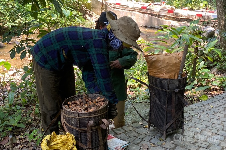 Mùa đào củ nghệ của đồng bào Cơ Tu