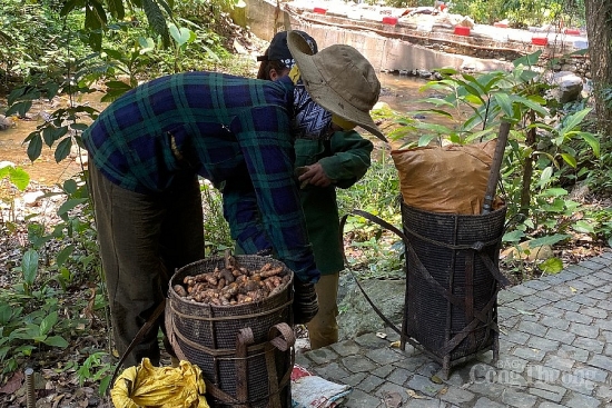 Mùa đào củ nghệ của đồng bào Cơ Tu