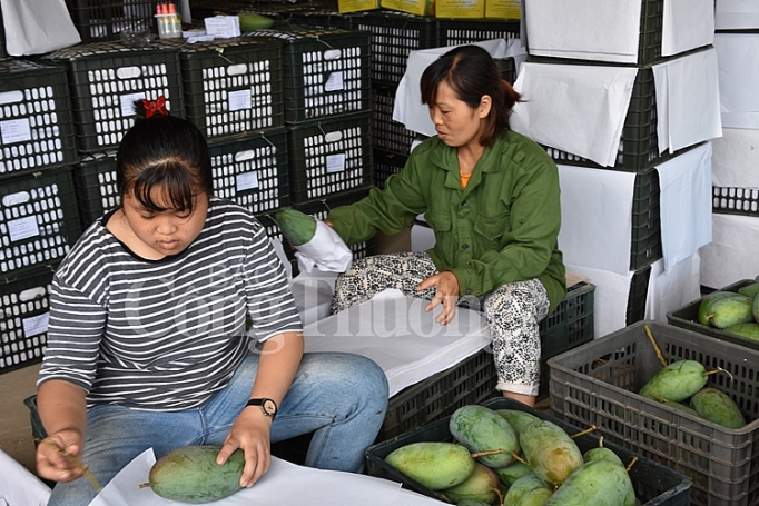 tieu thu xoai thanh cong den nhieu thi truong