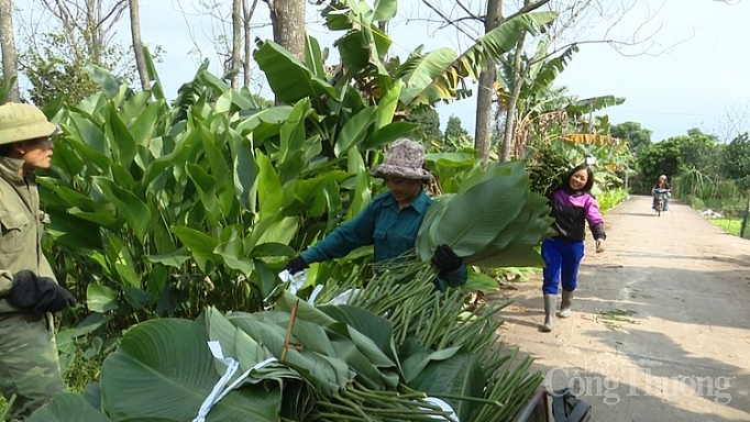 vua la dong ha noi boi thu mua tet