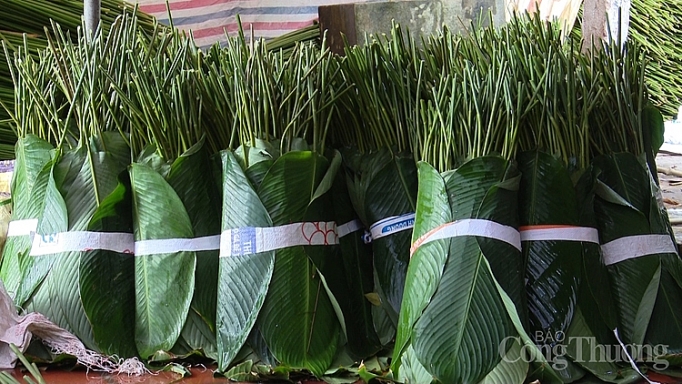 vua la dong ha noi boi thu mua tet