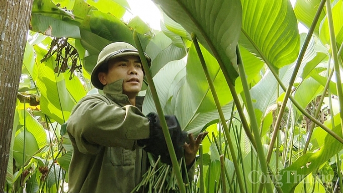 vua la dong ha noi boi thu mua tet