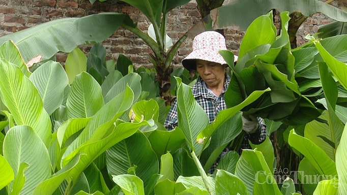 vua la dong ha noi boi thu mua tet