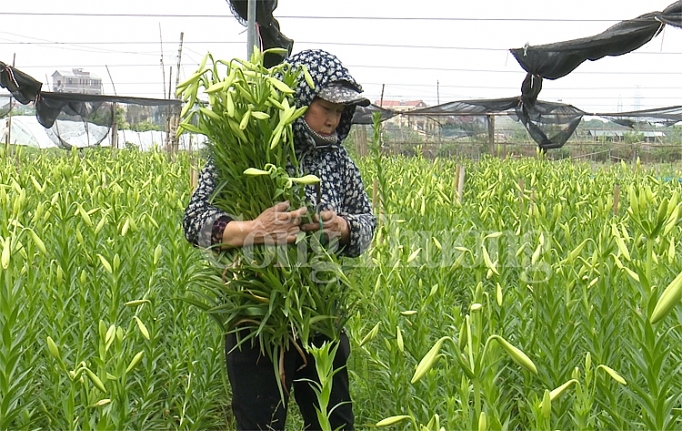 hoa loa ken vao vu hai tien