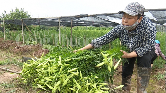 hoa loa ken vao vu hai tien