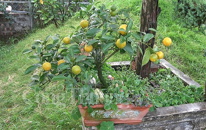 chuot vang cong quat bonsai gia bac trieu hut khach