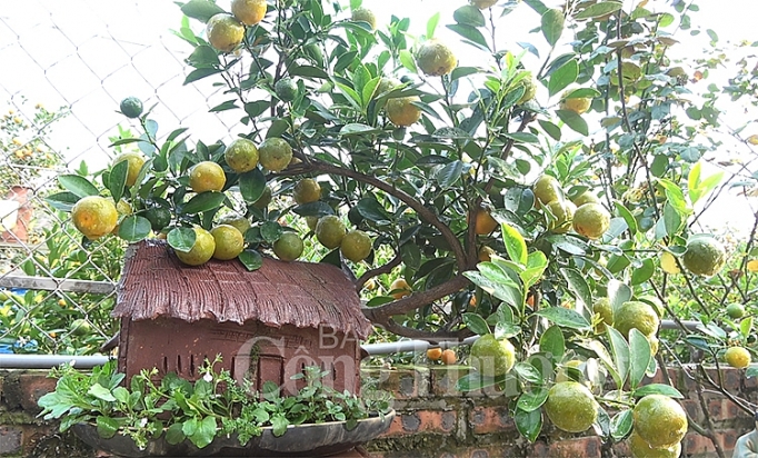 chuot vang cong quat bonsai gia bac trieu hut khach