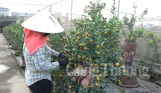 chuot vang cong quat bonsai gia bac trieu hut khach