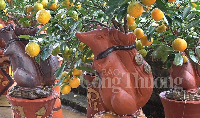 chuot vang cong quat bonsai gia bac trieu hut khach