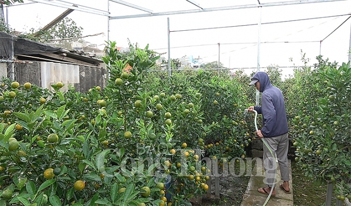 chuot vang cong quat bonsai gia bac trieu hut khach