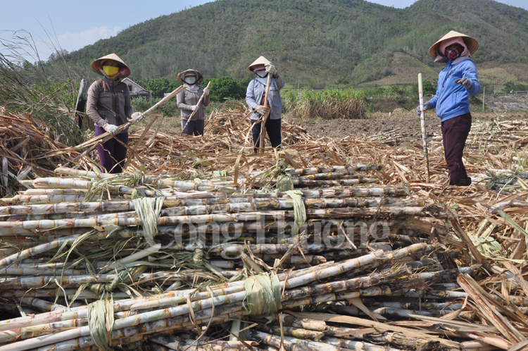 Hội nhập ngành mía đường