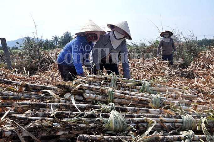 lam ro noi dung phan anh cua doanh nghiep mia duong