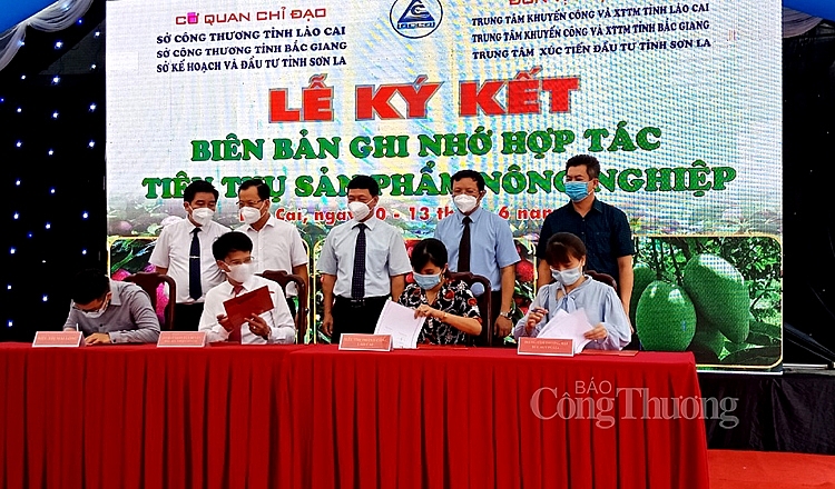 Kết nối tiêu thụ mận Tam Hoa Bắc Hà, vải thiều Bắc Giang và xoài Sơn La tại Lào Cai