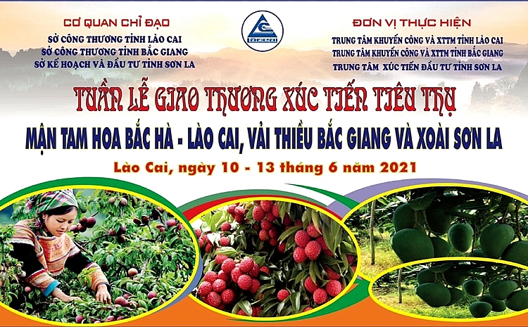 Kết nối tiêu thụ mận Tam Hoa Bắc Hà, vải thiều Bắc Giang và xoài Sơn La tại Lào Cai