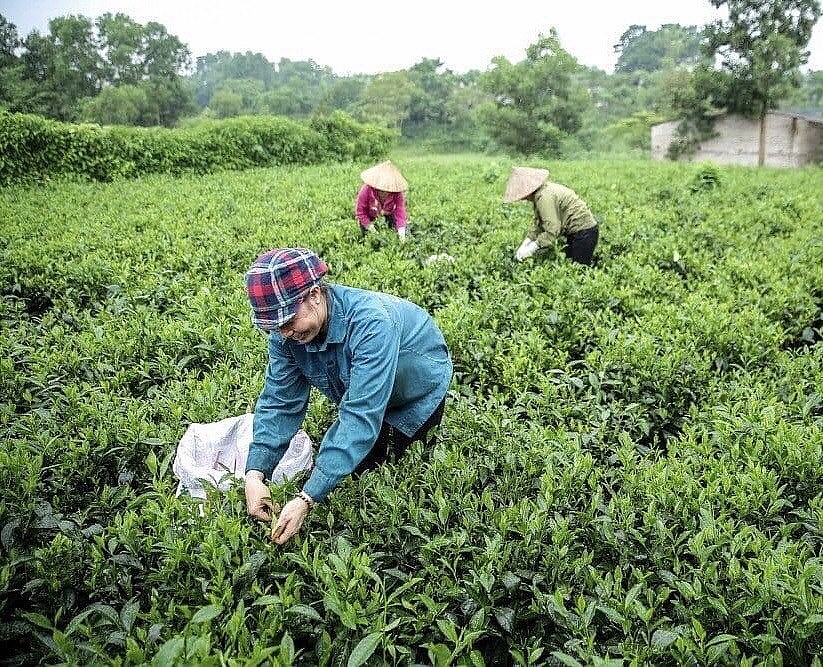 Phân bón mới của Supe Lâm Thao cho chất lượng vượt trội trên cây chè