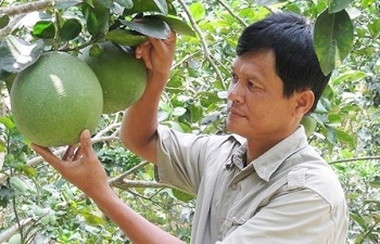 chi dan dia ly giup buoi da xanh ben tre duoc gia