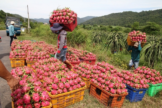 Thanh long Bình Thuận được xuất khẩu đến các thị trường nào?