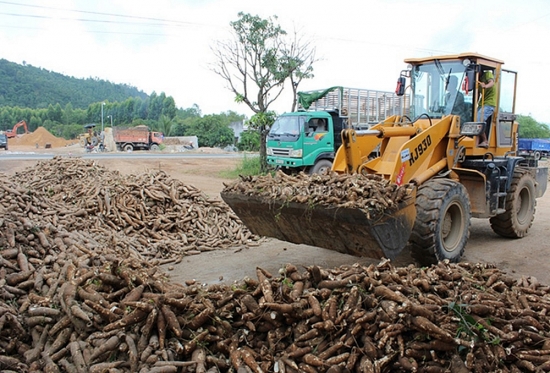 Hiệp hội Sắn Việt Nam gửi đơn kêu cứu khẩn cấp tới Thủ tướng