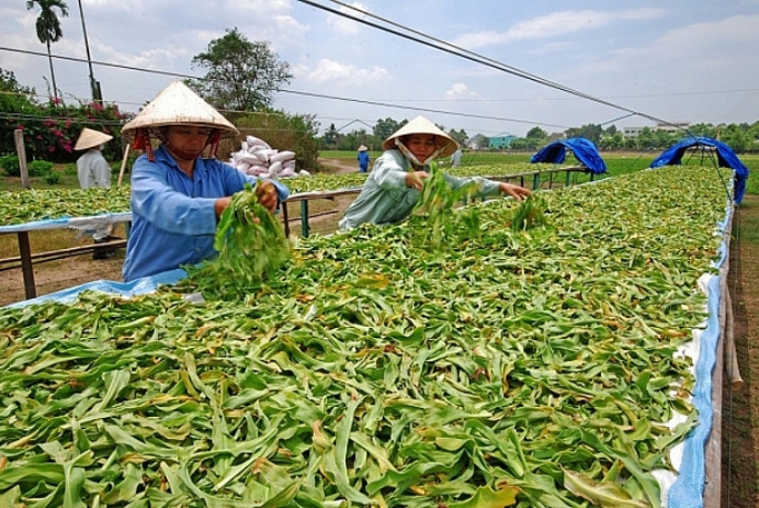 vi sao nganh duoc lieu mai chua lon