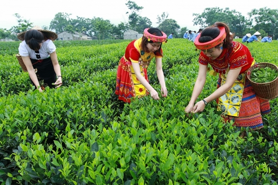 cach nao gia tang xuat khau che sang thi truong trung dong bac phi nam a