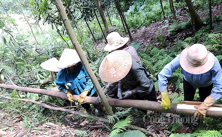 Người dân tại xã Đào Thịnh, huyện Trấn Yên, tỉnh Yên Bái đang thu hoạch vỏ quế tại rừng trồng