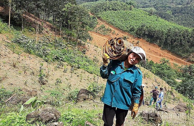 Người nông dân tại xã Đào Thịnh, huyện Trấn Yên, tỉnh Yên Bái vác quế từ rùng về sau khi thu hoạch