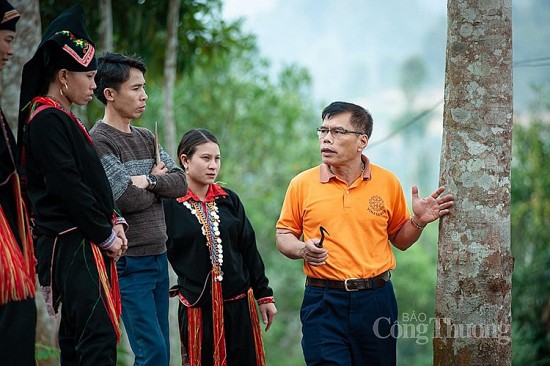 Nâng cao giá trị cây quế để phát triển bền vững- Bài 2: Vẫn còn những thách thức cho cây quế