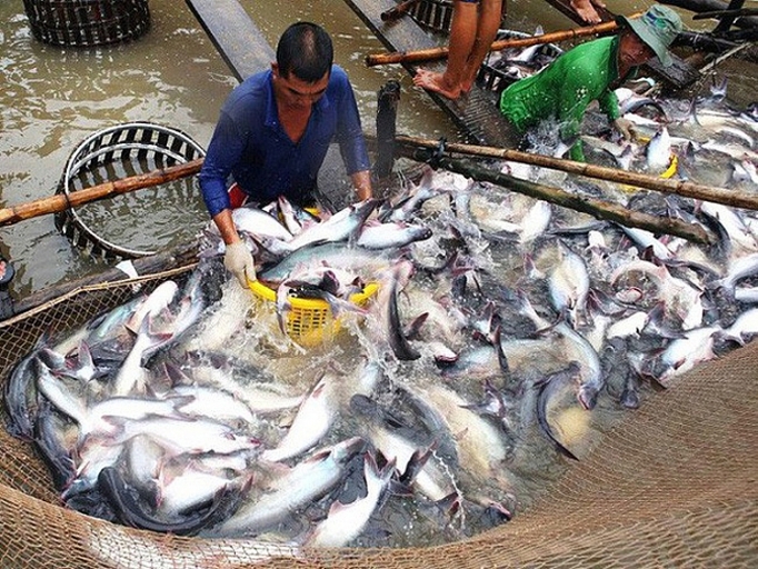 xuat khau gap kho gia ca tra trong nuoc lao doc