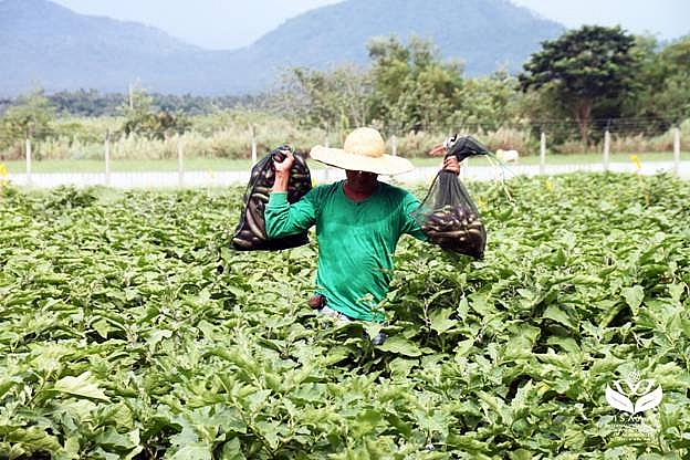 Ruộng cà tím biến đổi gen (Nguồn: ISAAA)