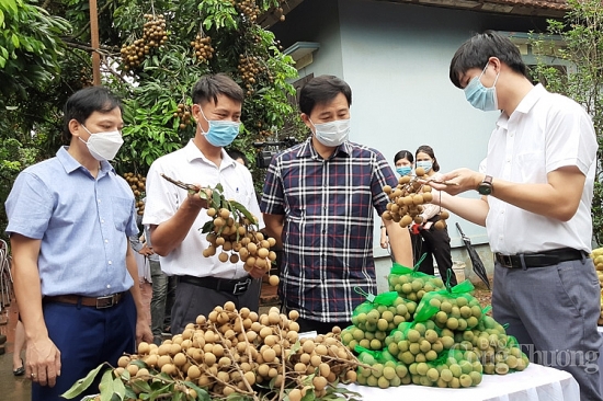 Hà Nội: Xúc tiến tiêu thụ sản phẩm nhãn chín muộn năm 2020