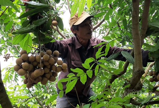 Giá nhãn Hưng Yên cuối vụ ổn định ở mức thấp