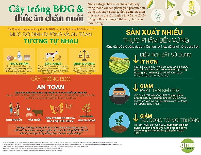 Cây trồng BĐG và thức ăn chăn nuôi (Nguồn: GMO answer)