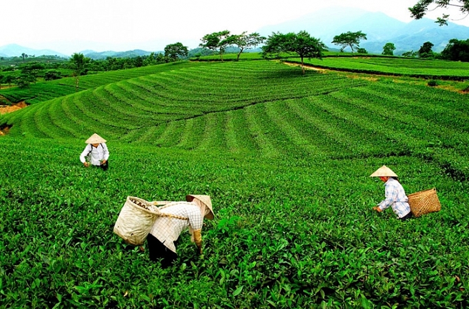 ocop thai nguyen nang tam dac san vung mien