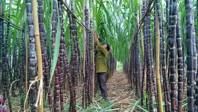 nang cao nang luc canh tranh nganh mia duong giai doan 2018 2020