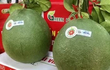 Cơ hội xuất khẩu quả bưởi khi Australia hoàn tất đánh giá