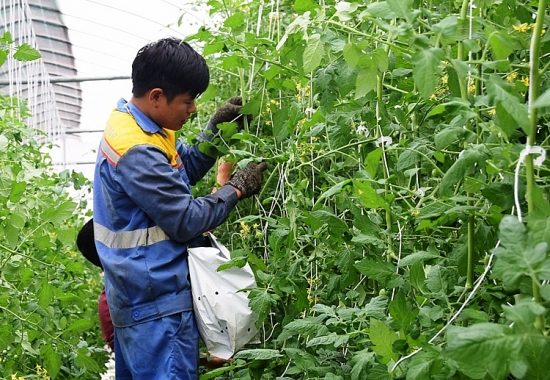 Phát triển kinh tế tập thể, hợp tác xã: Quan tâm đến “đại bàng” nhưng cũng đừng quên “chim sẻ”