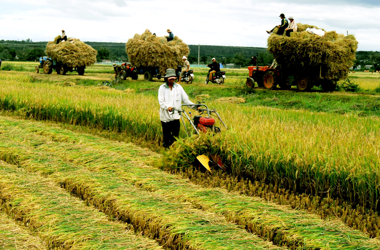 Nông nghiệp 2016: Vượt thách thức, duy trì tăng trưởng