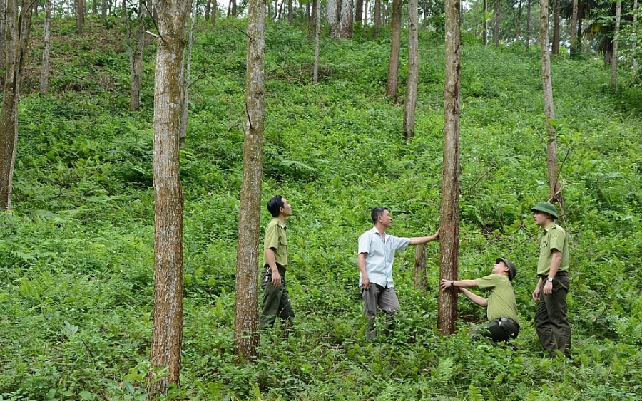 kinh tế rừng