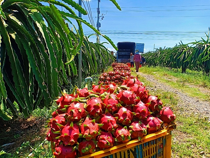 thanh long gặp khó trong tiêu thụ